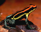Poison Dart Frog