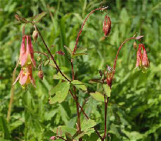 Canadian Columbine