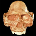 Australopithecus afarensis