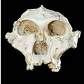 Australopithecus robustus