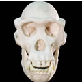 Chimpanzee Pan troglodytes