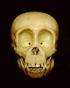 Chimpanzee Pan troglodytes
