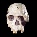 Homo habilis