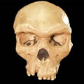 Homo heidelbergensis