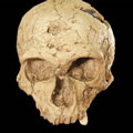 Homo neanderthalensis