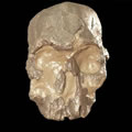 Homo rudolfensis