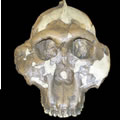 Paranthropus boisei