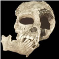 Proconsul heseloni